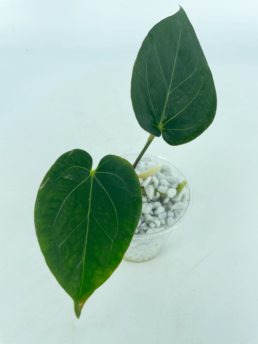 Anthurium King of Spades KOS