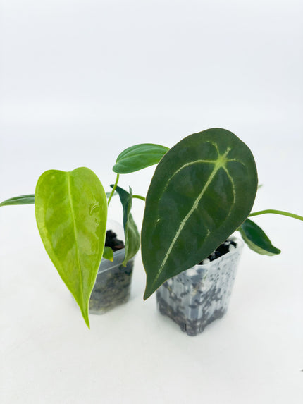 Anthurium Classic Combo@BC Warehouse