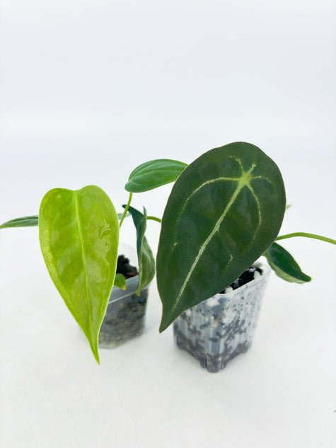 Anthurium Classic Combo@BC Warehouse