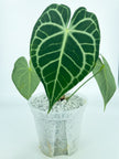 Anthurium Clarinervium *Pick up& Local Delivery Only*