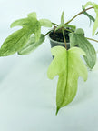 Philodendron Florida Ghost