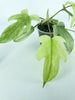 Philodendron Florida Ghost