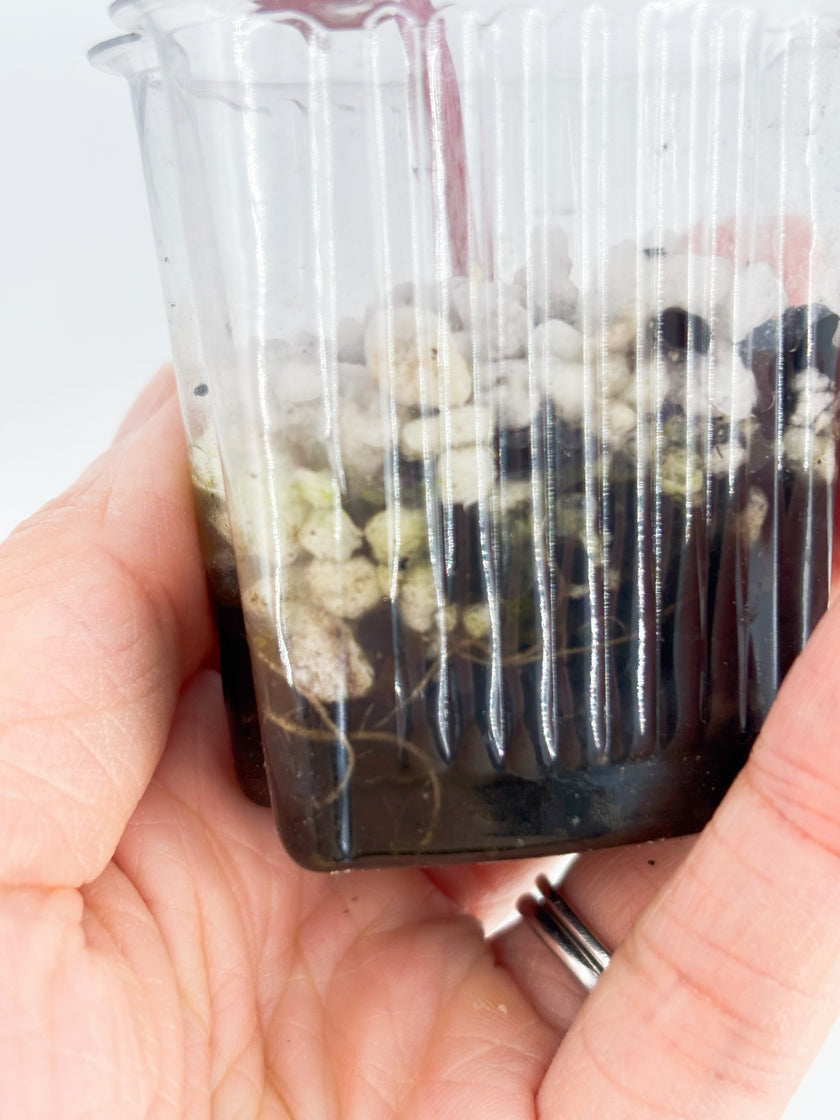 Alocasia Combo (Noblis Pink +Pseudo Sanderiana Pink) @BC Warehouse