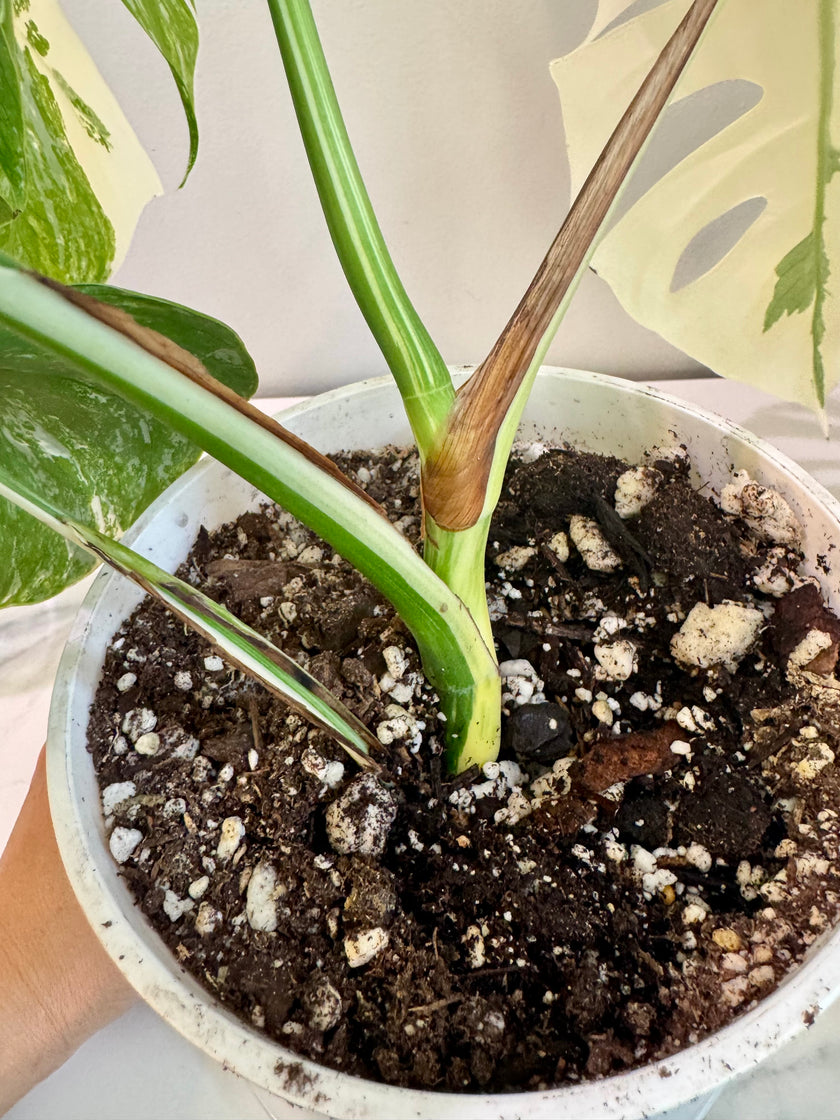 Monstera Albo -Japanese