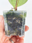 Anthurium Combo (Dorayaki silver &Lux self） @BC Warehouse l