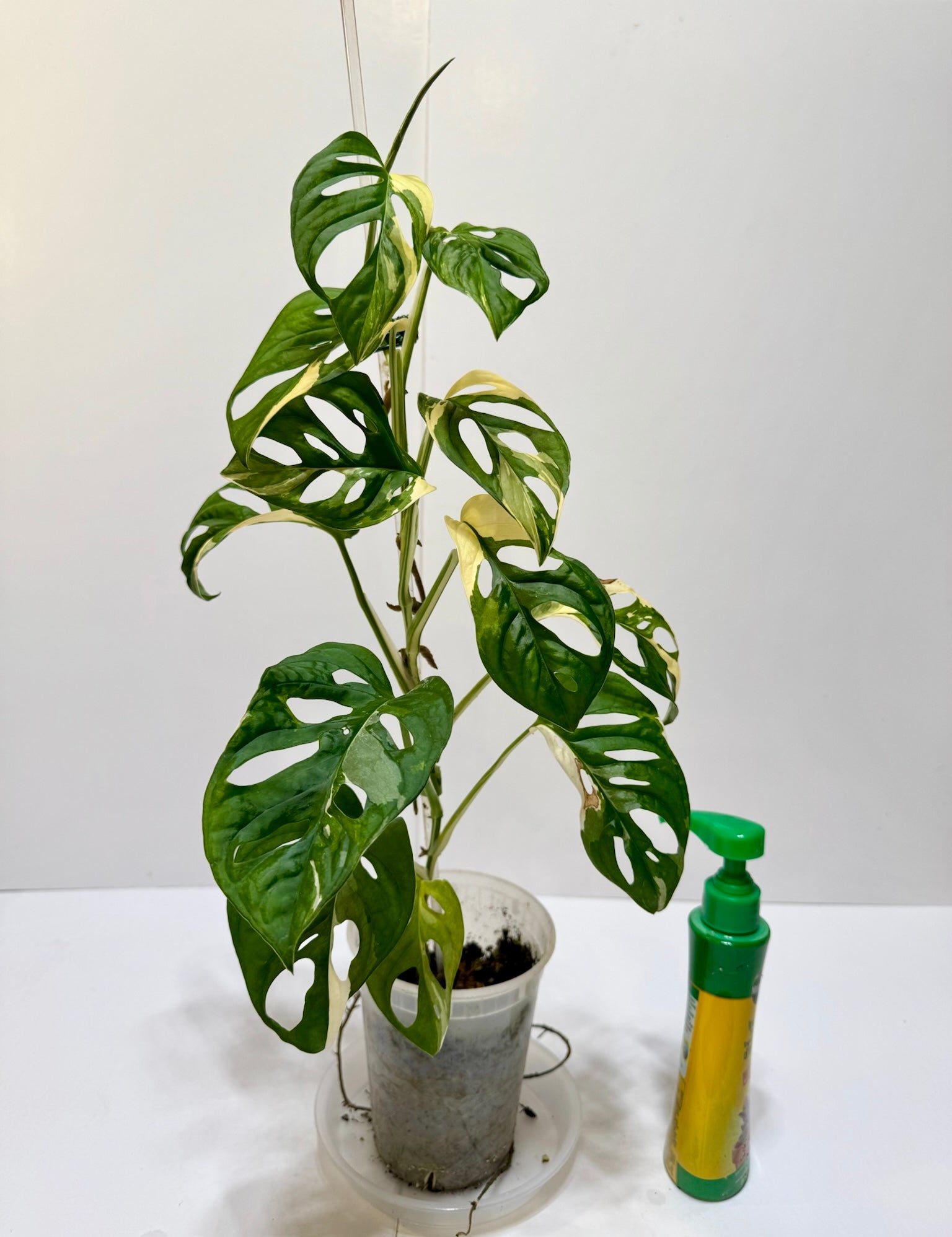 Monstera Adansonii Japanese Tricolor