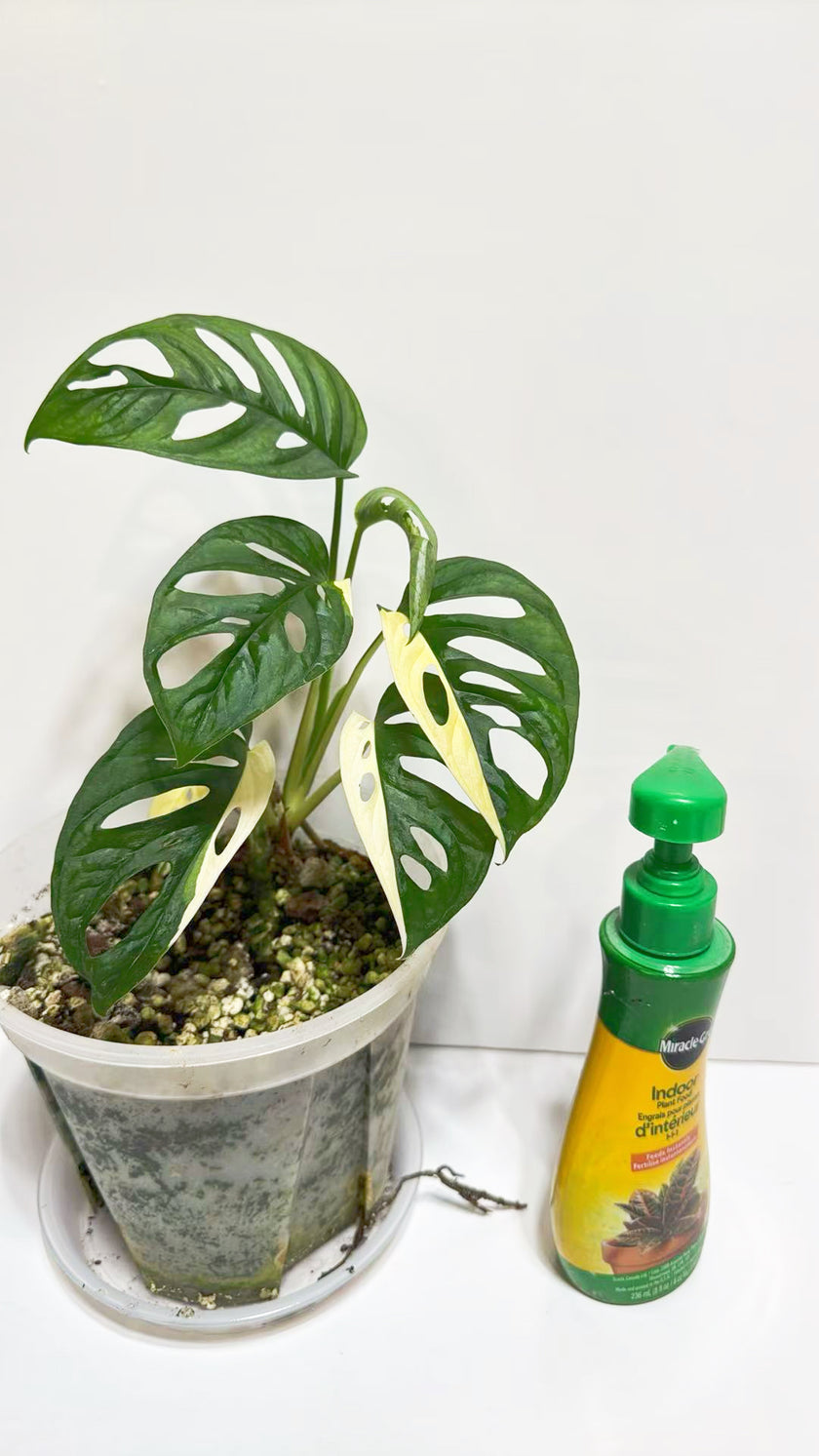 Monstera Adansonii Tricolor Japan@Markham Warehouse