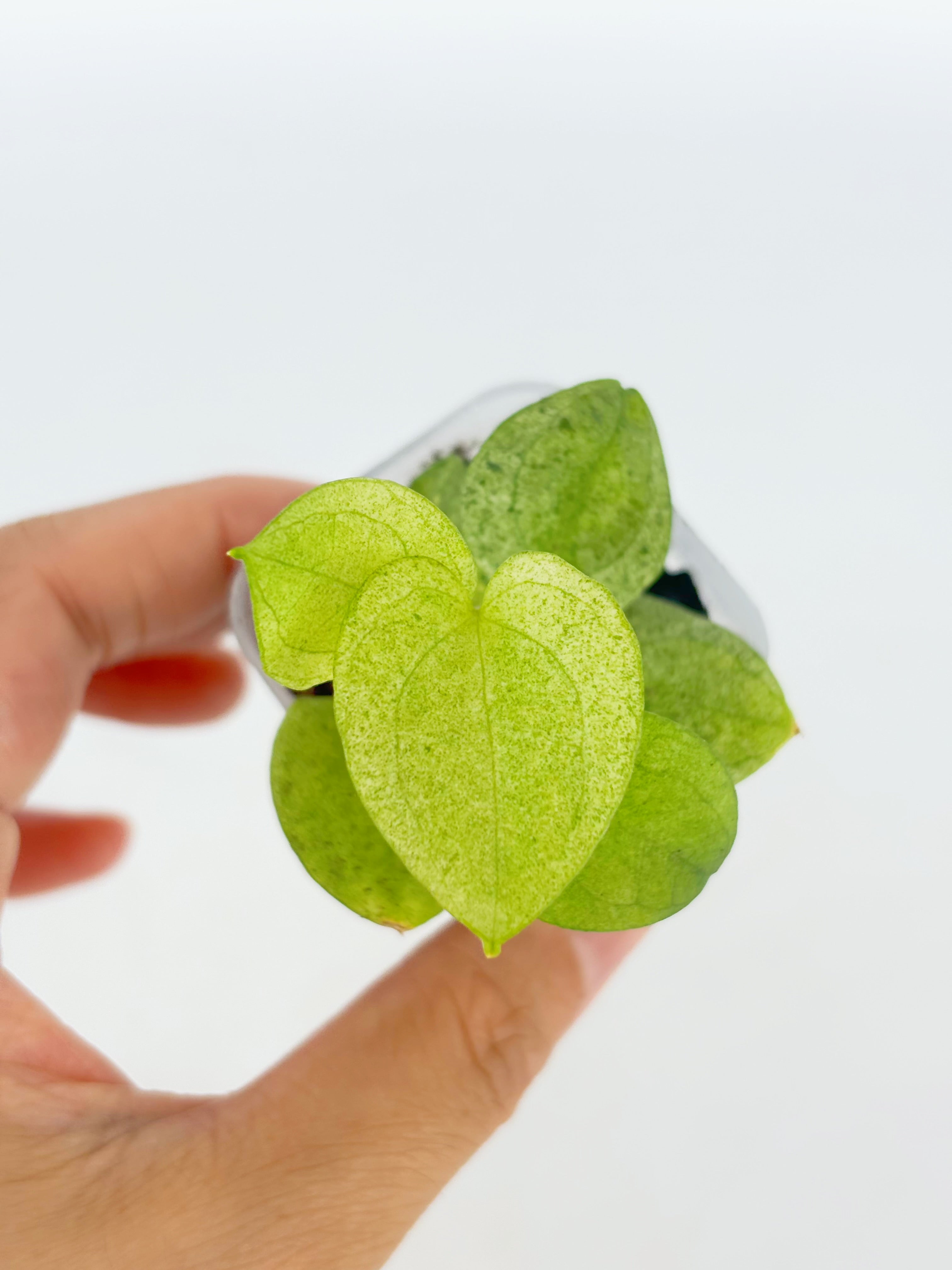 Anthurium Dark Phoenix Mint@BC Warehouse