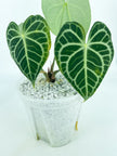 Anthurium Clarinervium *Pick up& Local Delivery Only*