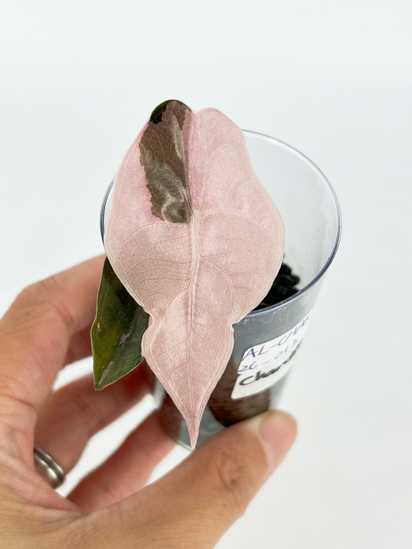 Alocasia Combo (Yucanta princess Albo+ Chantrieri Pink)@BC Warehouse