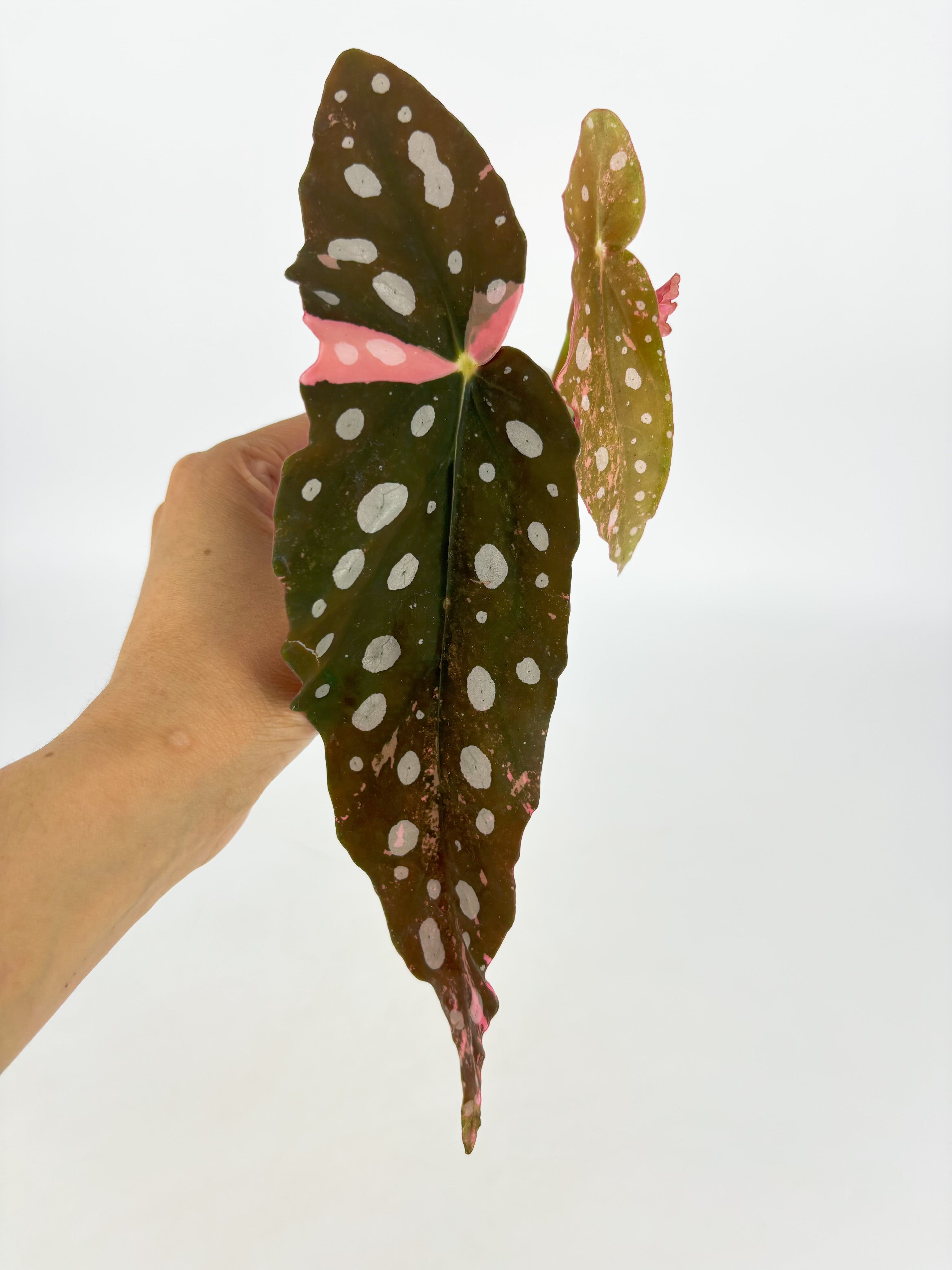 Begonia Maculata Pink@BC Warehouse