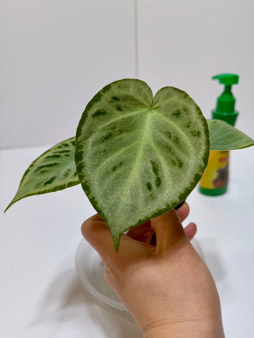 *Grower’s Choice* Anthurium Silver Blush