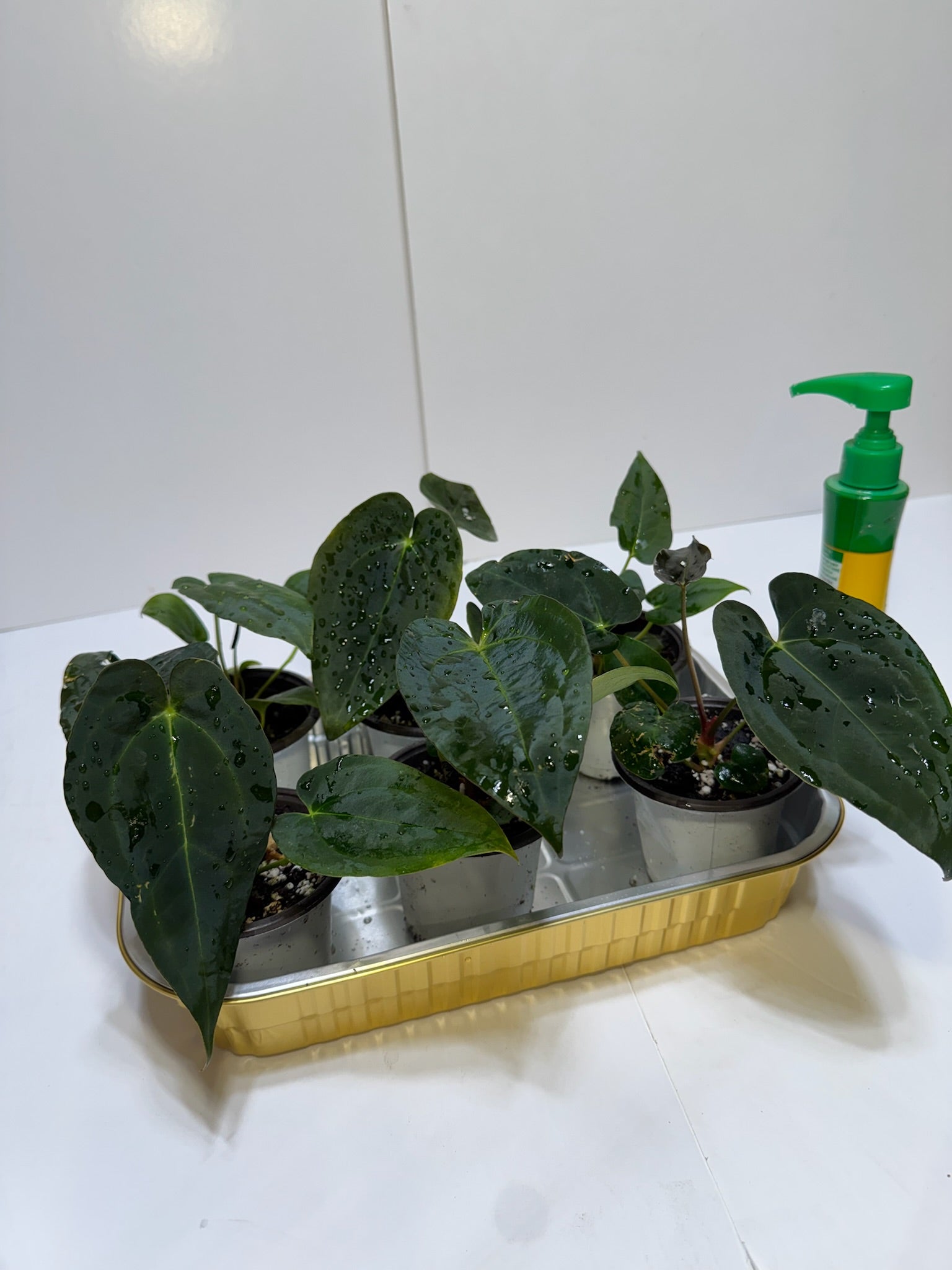 Anthurium Papi FSRL x Forgetii dark *Multiples Available Ramdom Selection*