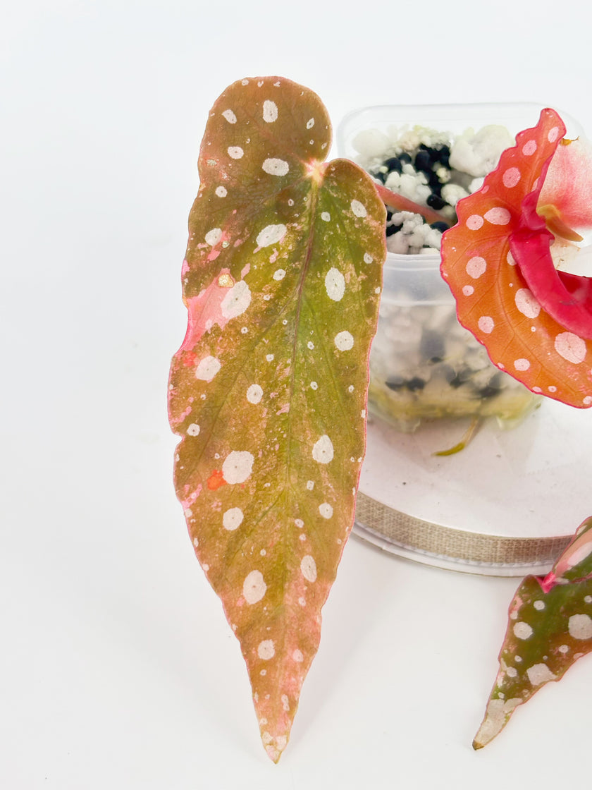 Begonia combo (Darth x Maloch & Pink Maculata) @BC Warehouse