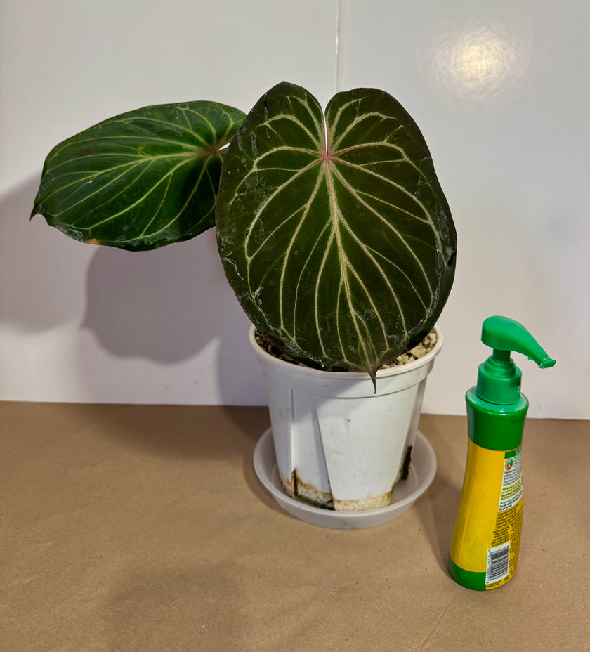 *Grower’s Choice* Anthurium King of Spades KOS XL (pick up&local delivery only)