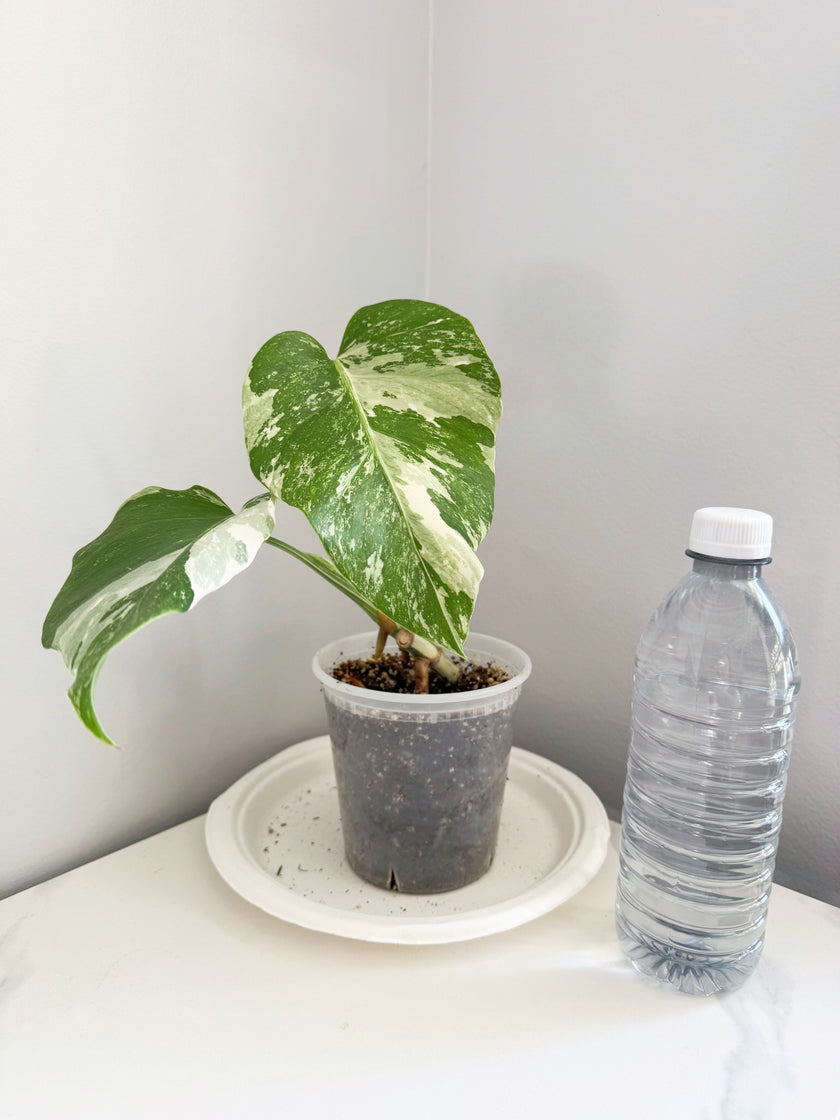 Monstera Albo -Japan
