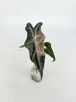 Alocasia Nobilis Pink K form@BC Warehouse