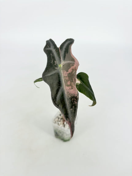 Alocasia Nobilis Pink K form@BC Warehouse