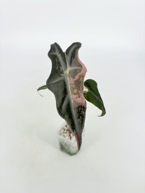 Alocasia Nobilis Pink K form@BC Warehouse