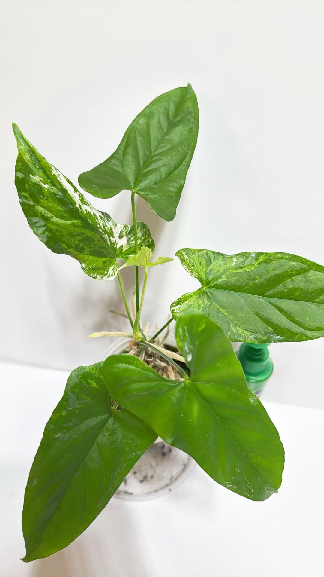 Anthurium Balaoanum var@Markham Warehouse