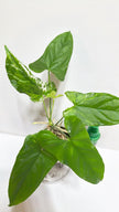 Anthurium Balaoanum var@Markham Warehouse