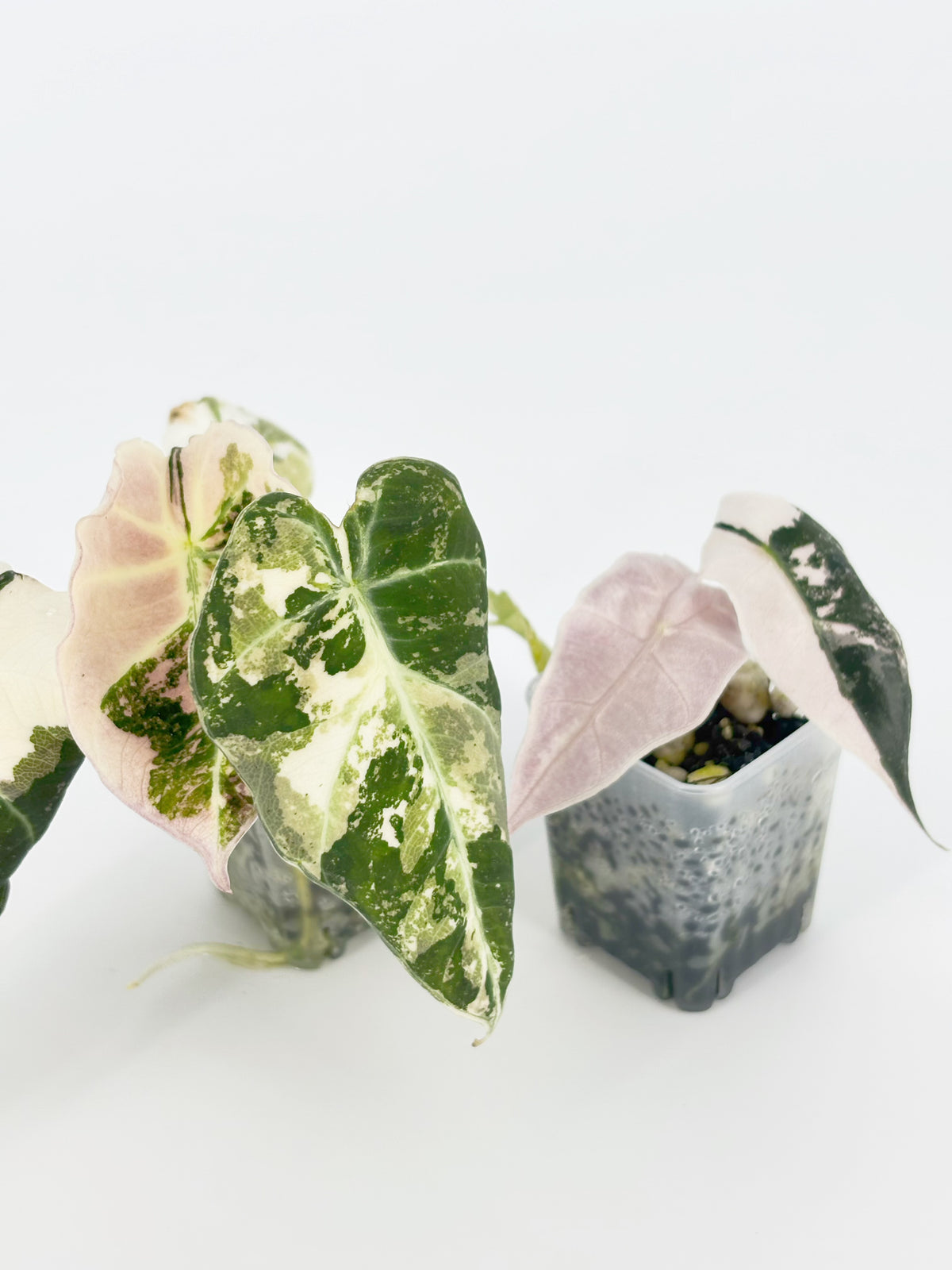 Alocasia Pink Combo@BC Warehouse