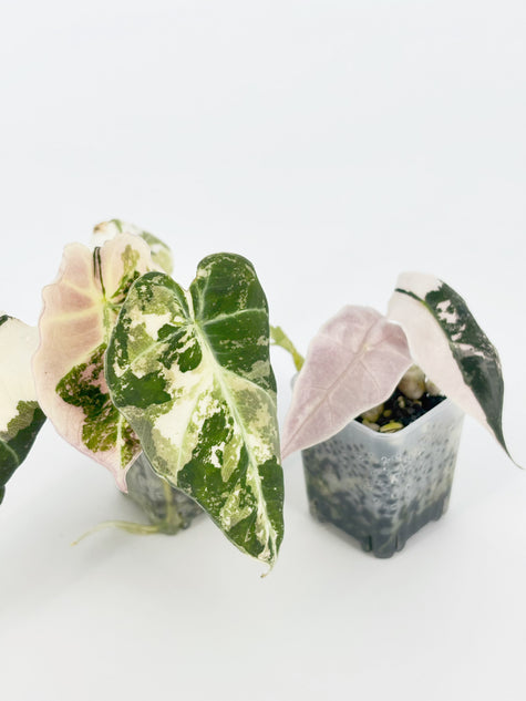 Alocasia Pink Combo@BC Warehouse