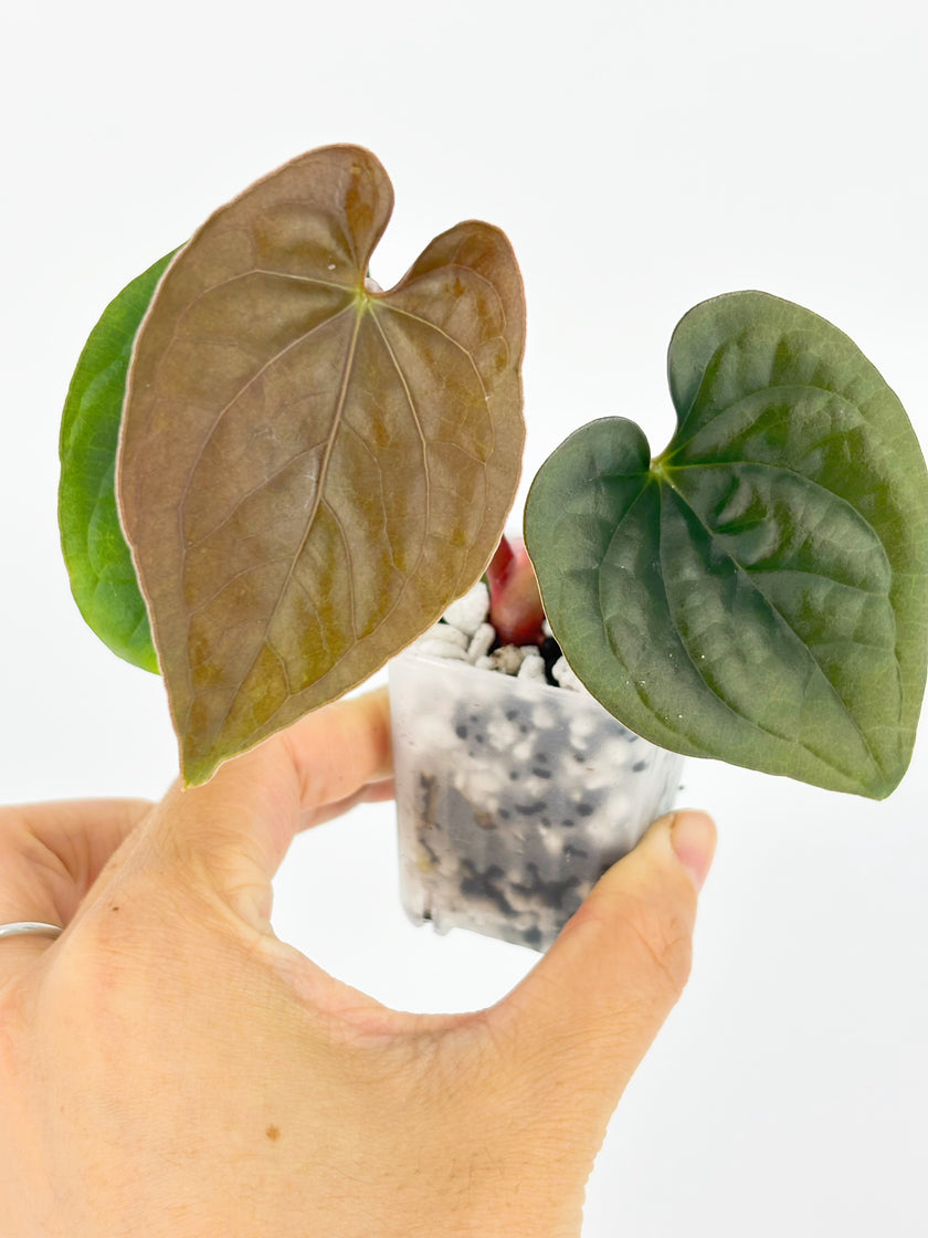 Anthurium Combo (Veitchii & Papi fsrl x Lux) @BC Warehouse