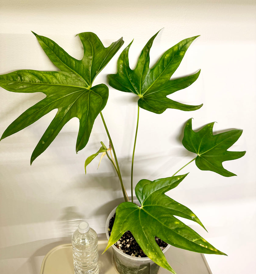 Anthurium Pedatoradiatum XL *Pick up& Local Delivey Only*