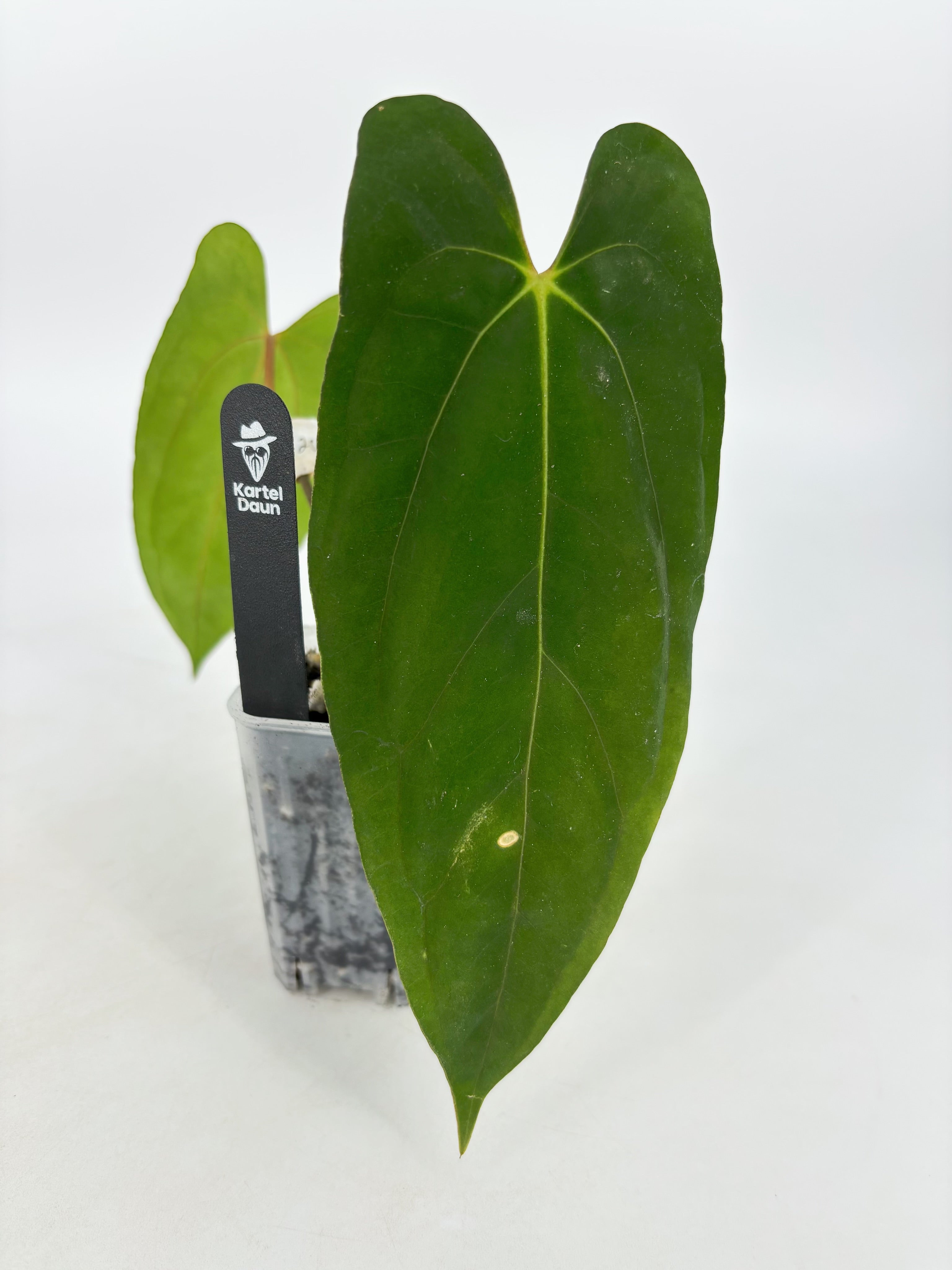 Anthurium Dark Phoenix x RLFS @BC Warehouse