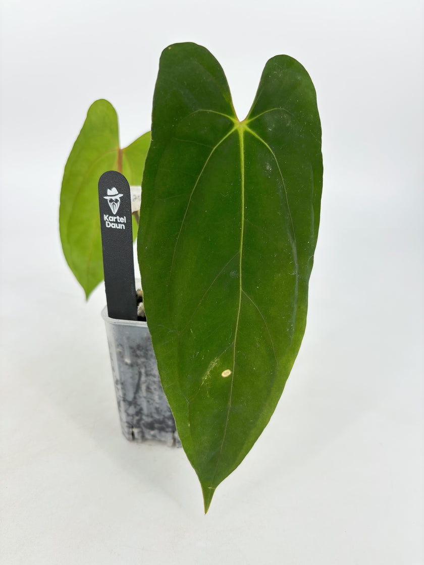 Anthurium Dark Phoenix x RLFS @BC Warehouse