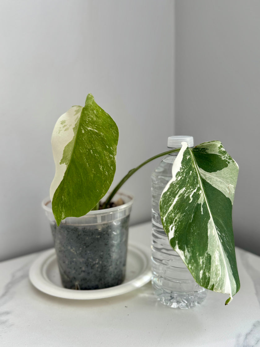 Monstera Albo