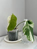 Monstera Albo