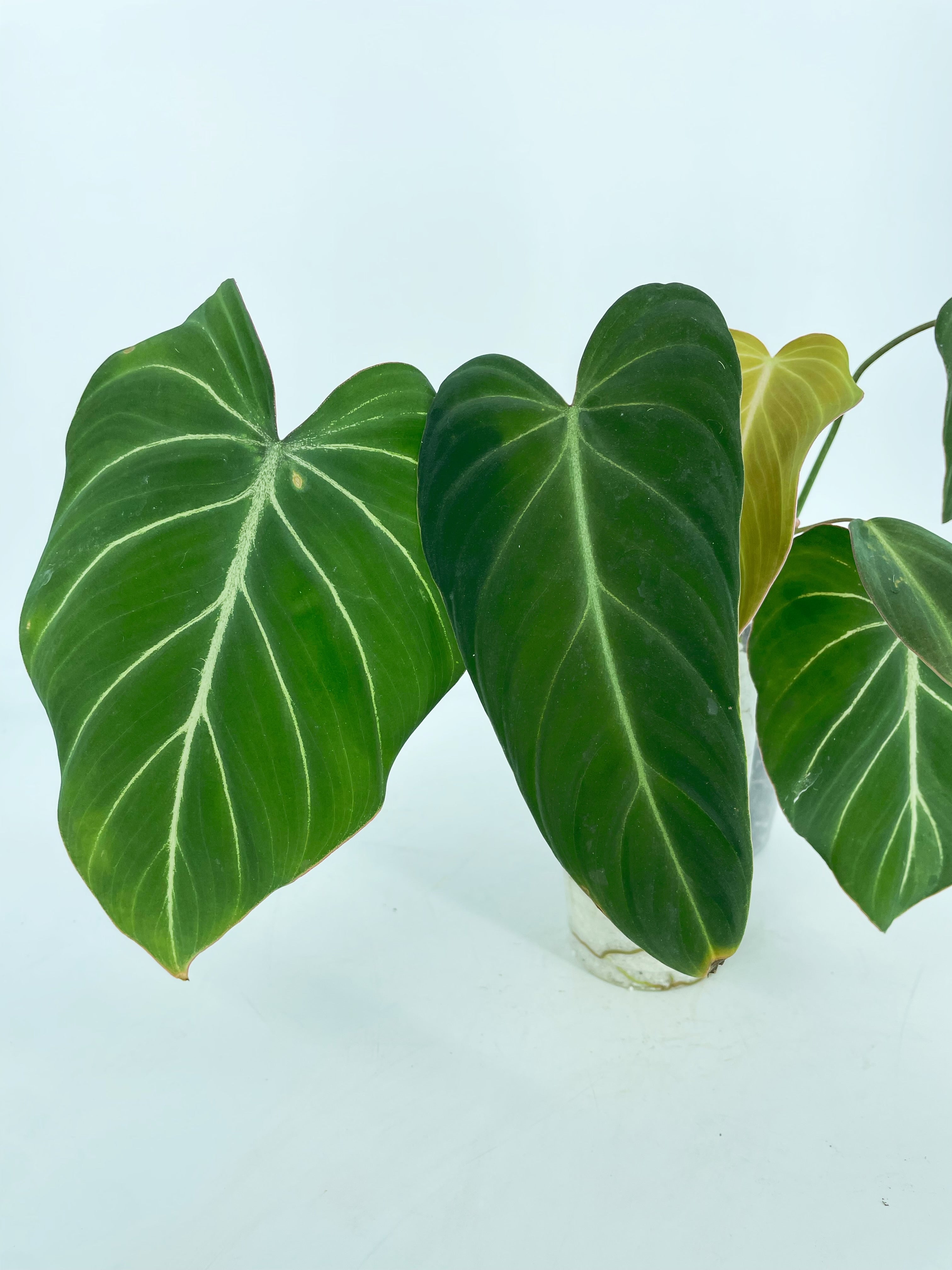 Philodendron Glorious Combo