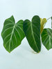 Philodendron Glorious Combo