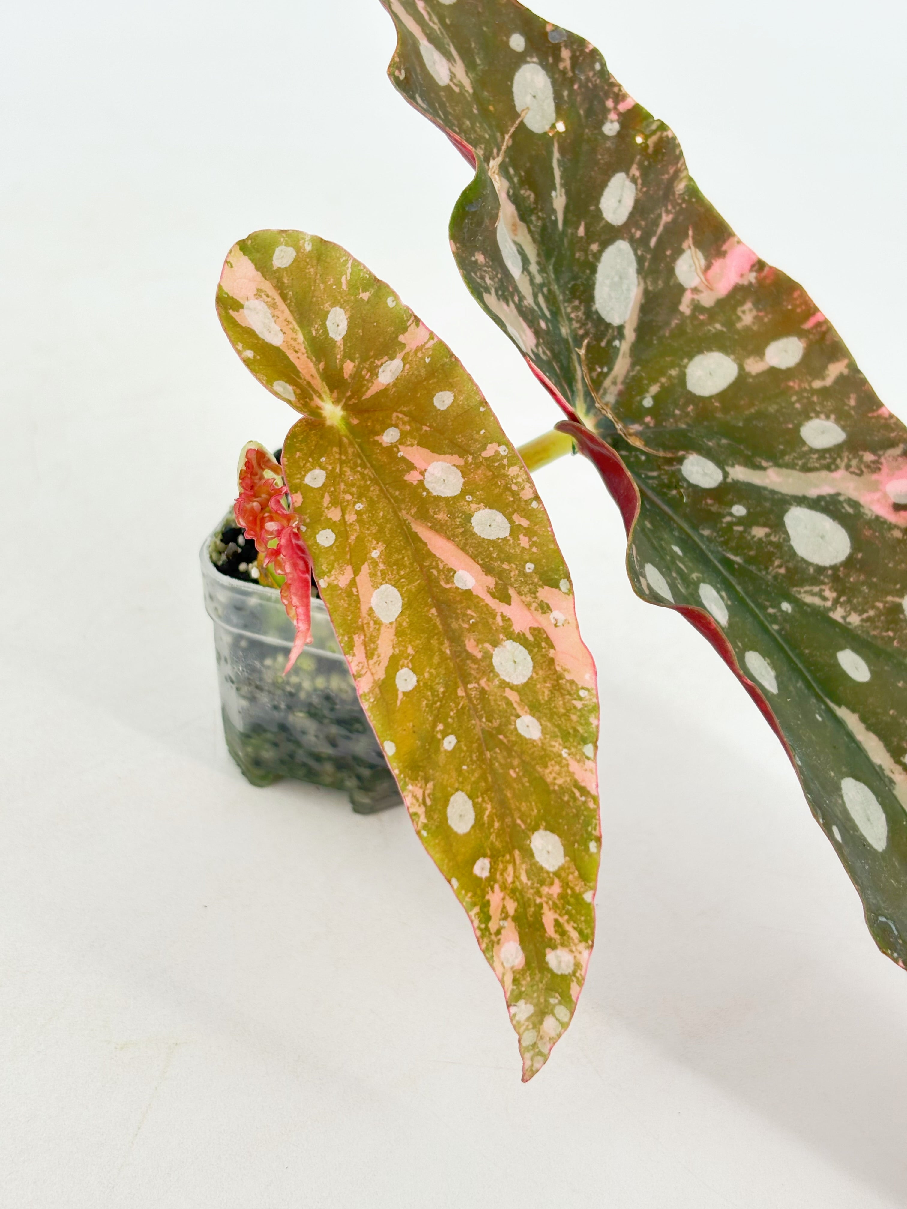 Begonia Maculata Pink@BC Warehouse