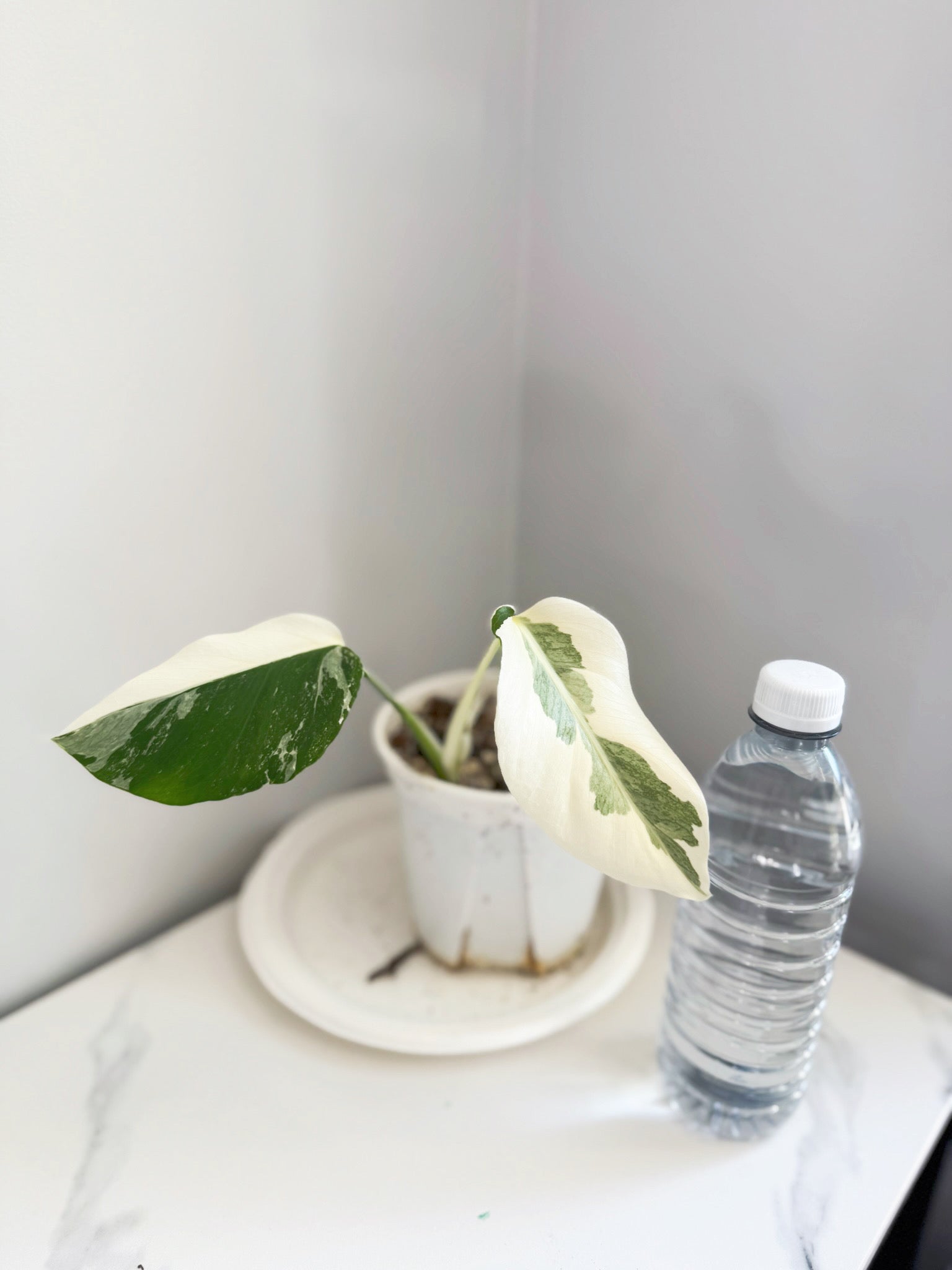 Monstera Albo -Japan