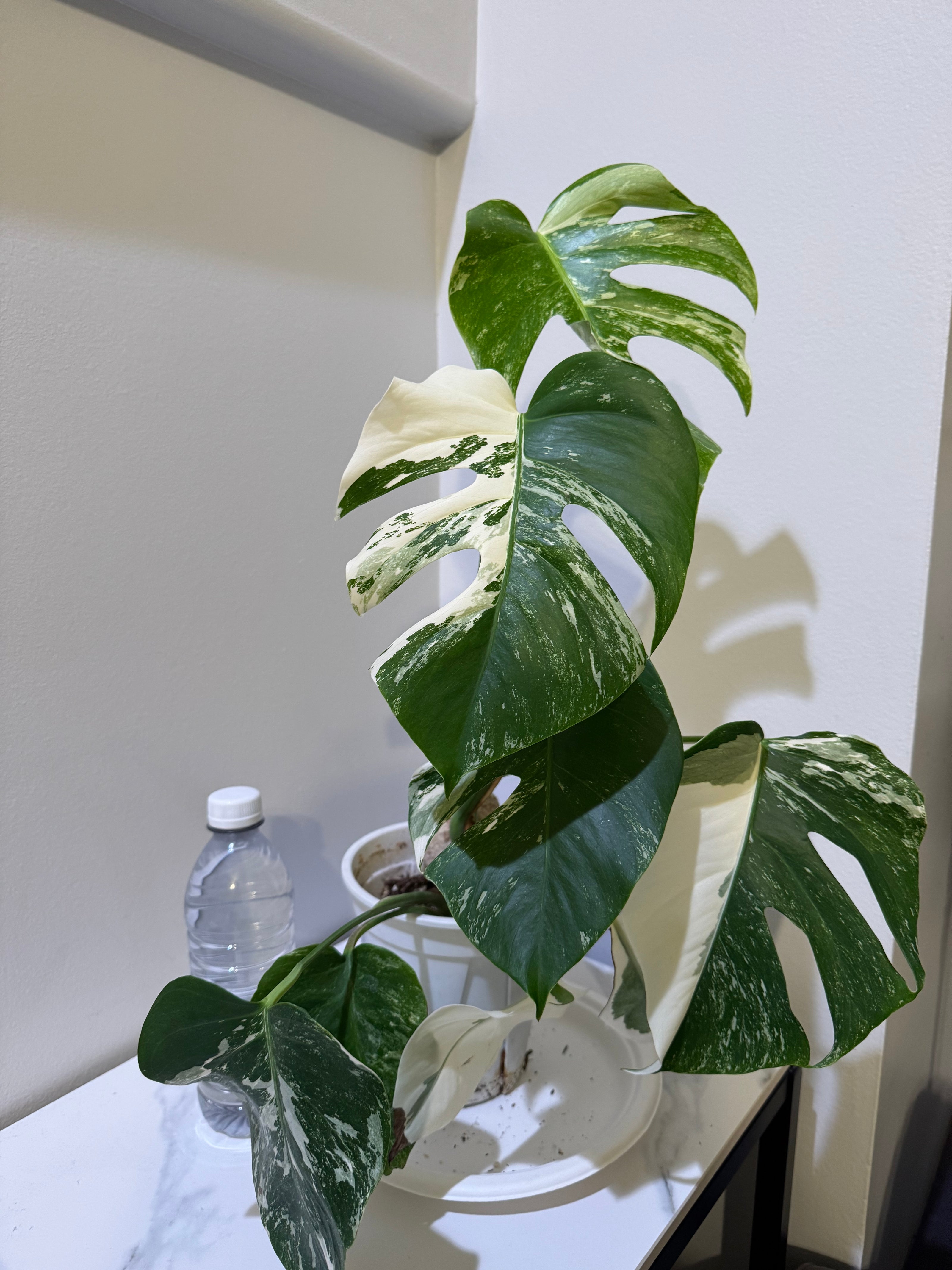 Monstera Albo -Japanese