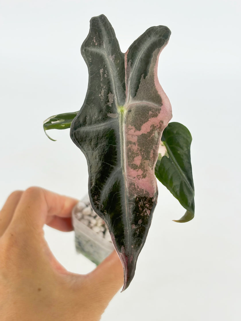 Alocasia Nobilis Pink K form@BC Warehouse