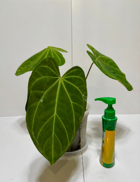 Anthurium Magnificum DF * XL Pick up& GTA Delivery Only*