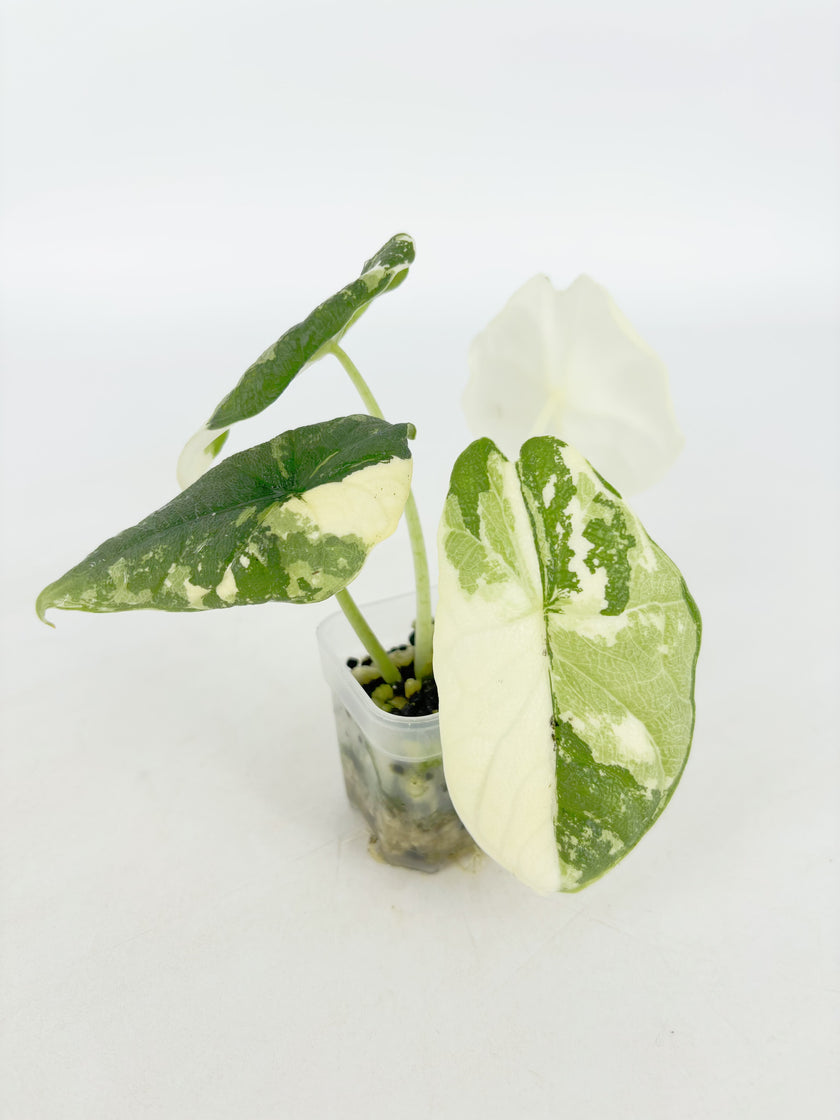 Alocasia Melo Albo@BC Warehouse