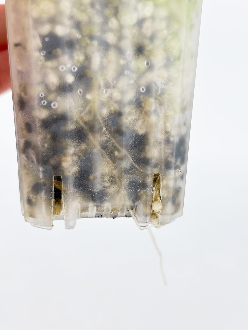 Alocasia Combo (Noblis Pink +Pseudo Sanderiana Pink) @BC Warehouse