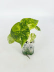 Alocasia Melo Duo@BC Warehouse