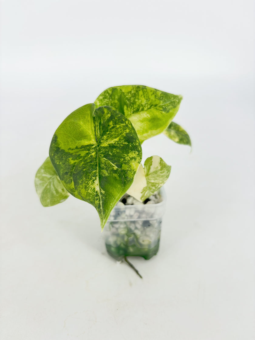 Alocasia Melo Duo@BC Warehouse