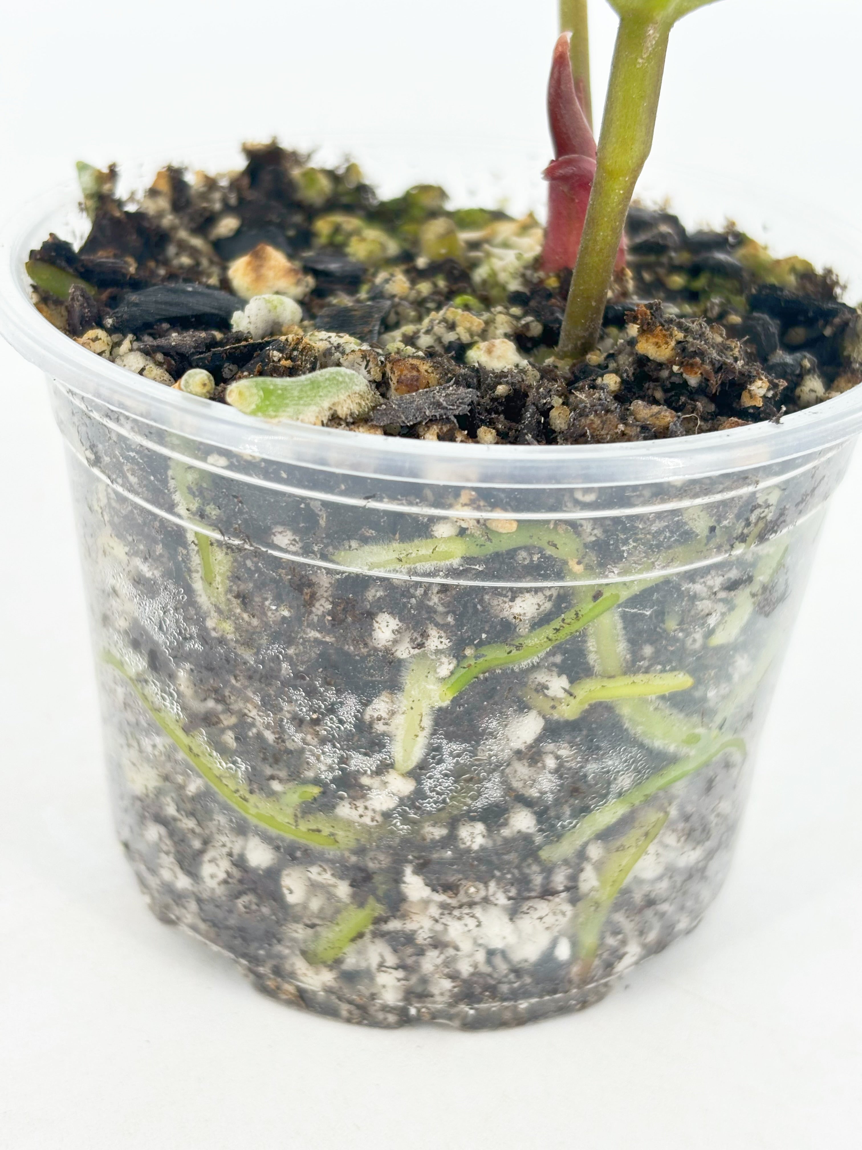 Anthurium King of Spades KOS @BC Warehouse