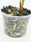 Anthurium King of Spades KOS @BC Warehouse