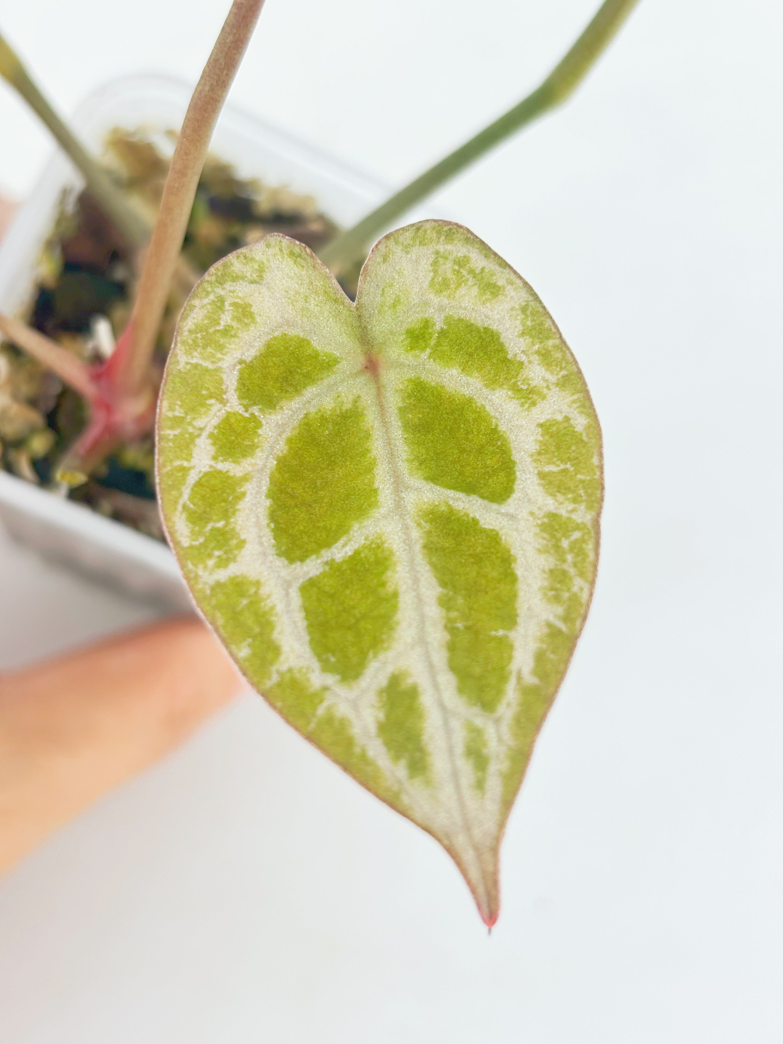 Anthurium Diamond Shield@BC Warehouse
