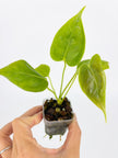 Anthurium Combo (Veitchii & Papi fsrl x Lux) @BC Warehouse