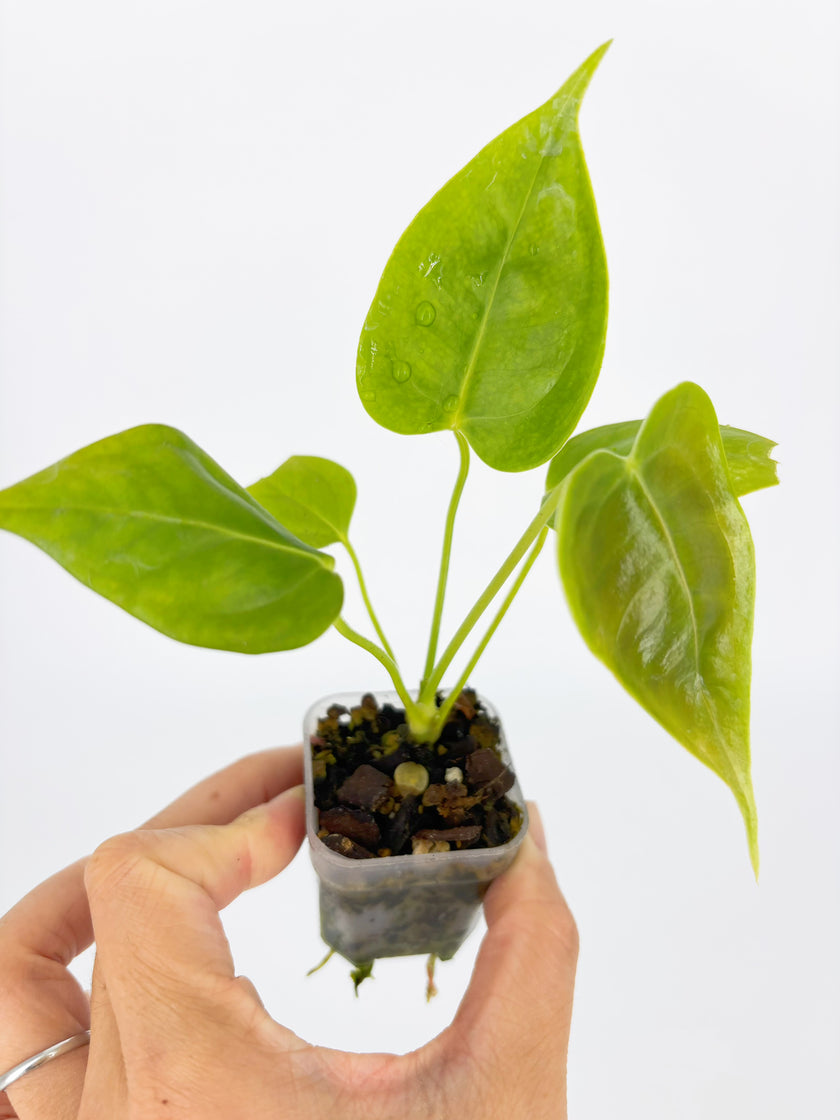 Anthurium Combo (Veitchii & Papi fsrl x Lux) @BC Warehouse