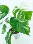 Monstera Albo *Pick Up&Local delivery Only*